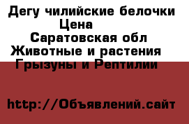 Дегу чилийские белочки › Цена ­ 700 - Саратовская обл. Животные и растения » Грызуны и Рептилии   